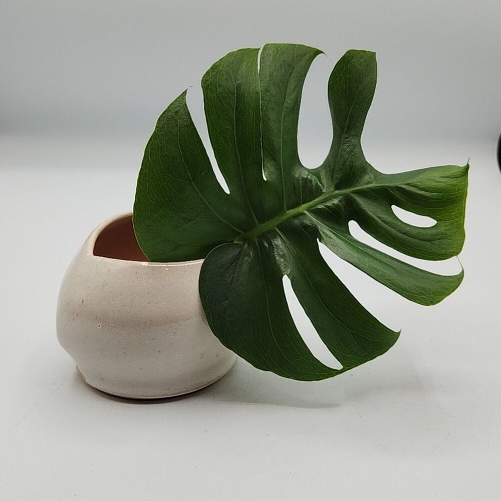 Low Ceramic Vase Vintage White Glazed Handmade Organic Shape Minimalist Signed